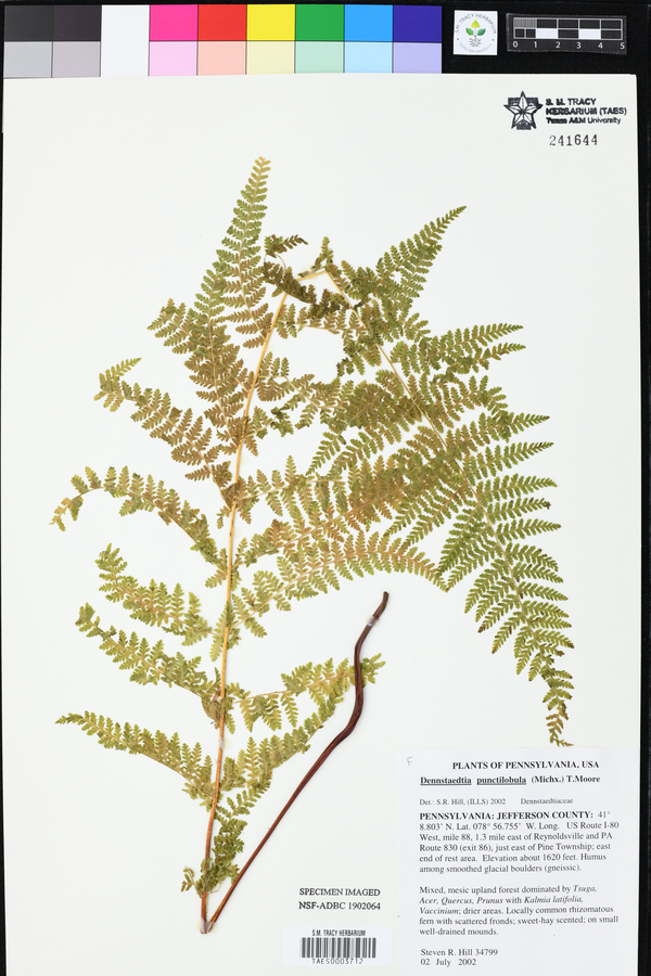 Dennstaedtia punctilobula image