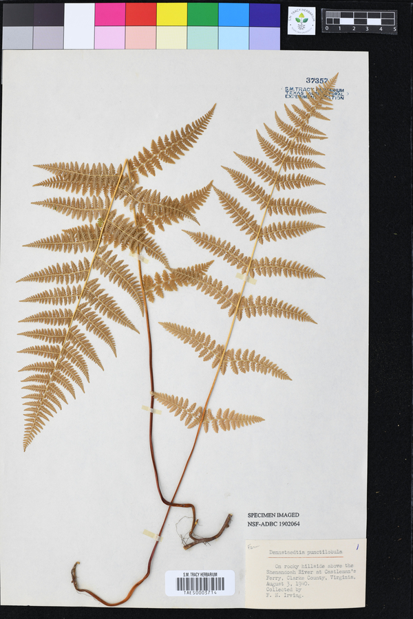 Dennstaedtia punctilobula image