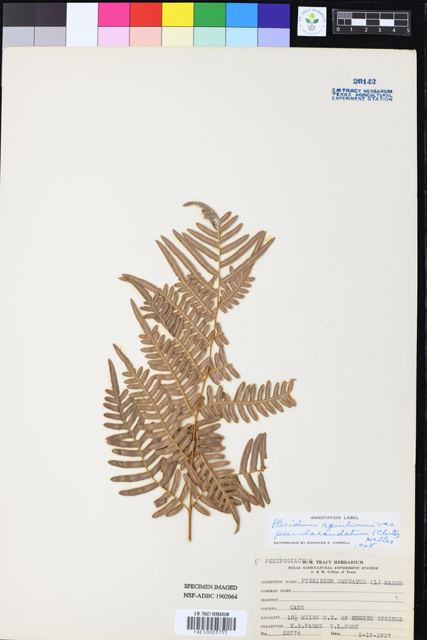 Pteridium aquilinum var. pseudocaudatum image