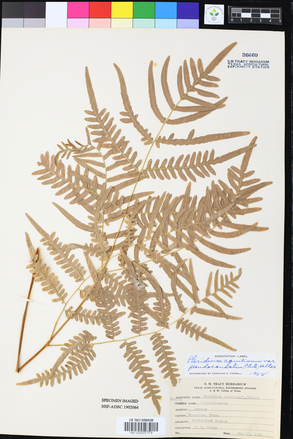 Pteridium aquilinum var. pseudocaudatum image