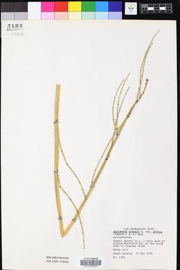 Equisetum hyemale ssp. affine image