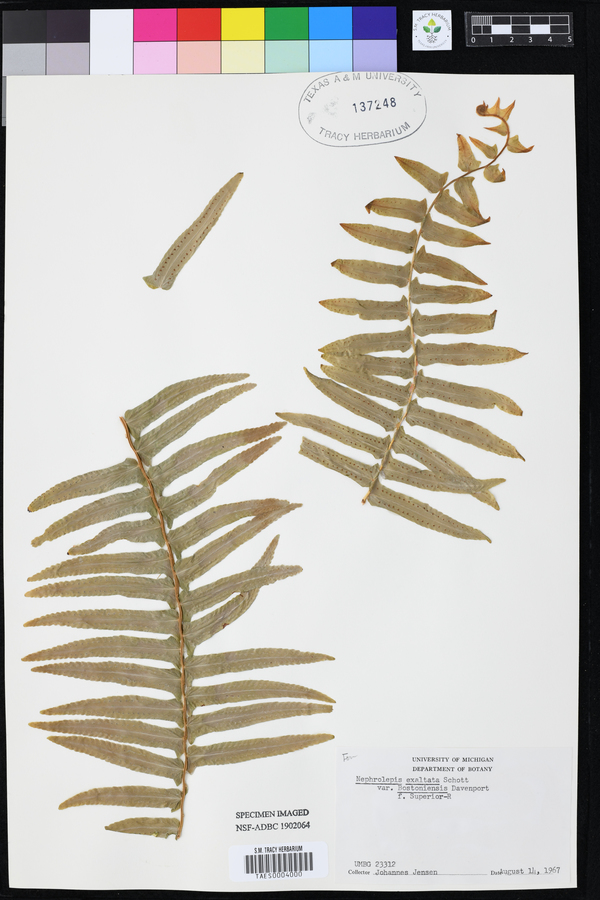 Nephrolepis exaltata var. bostoniensis image