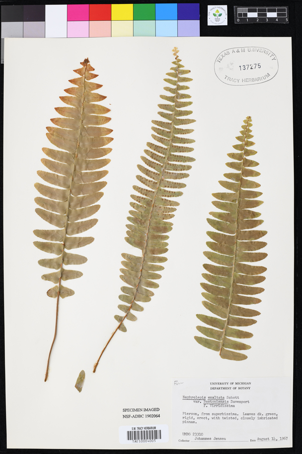 Nephrolepis exaltata var. bostoniensis image