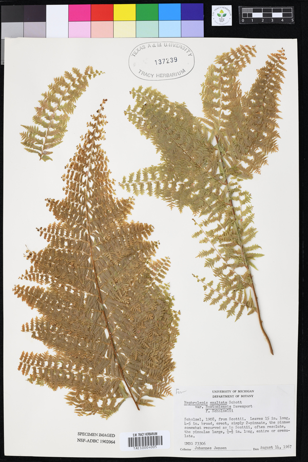 Nephrolepis exaltata image