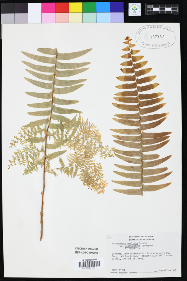 Nephrolepis exaltata image