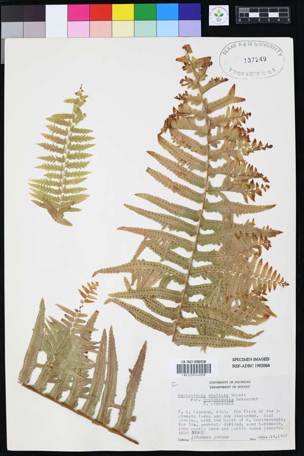 Nephrolepis exaltata var. bostoniensis image