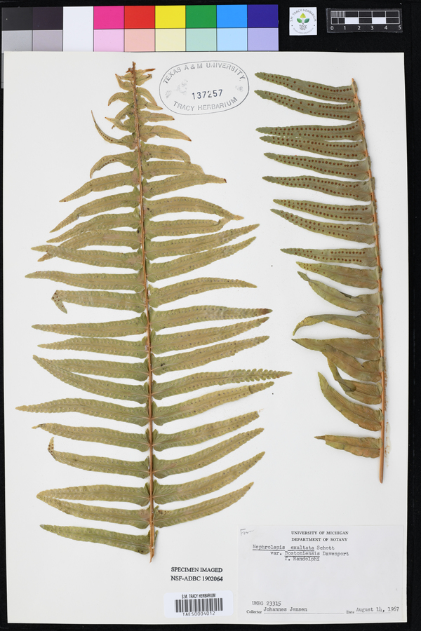 Nephrolepis exaltata image