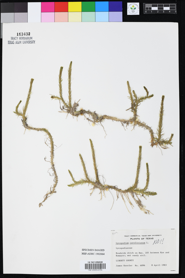 Lycopodium carolinianum image