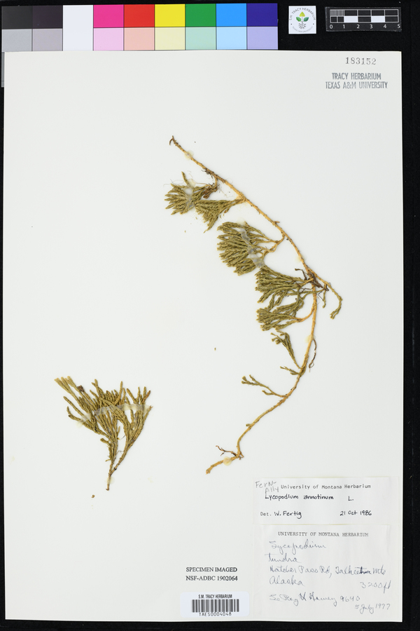 Lycopodium annotinum image