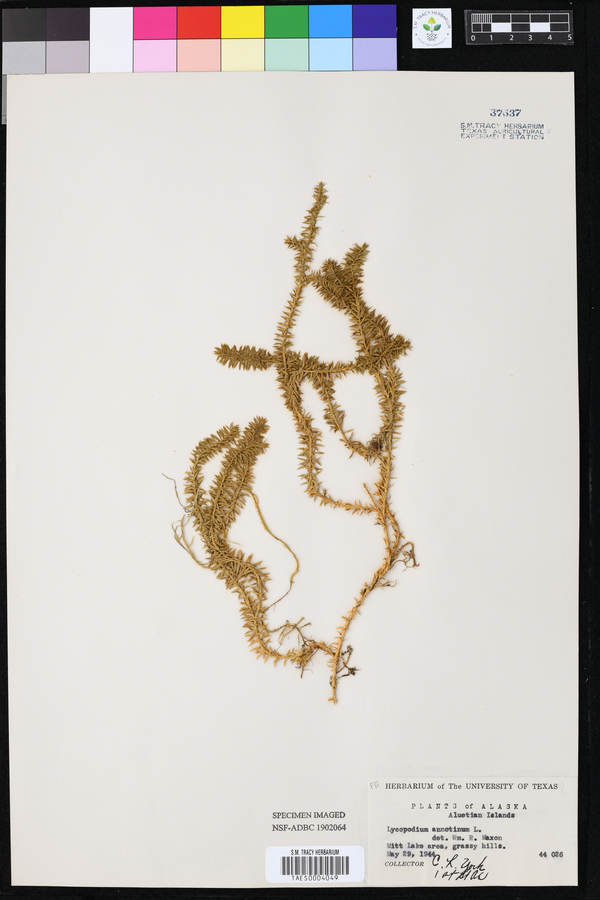 Lycopodium annotinum image