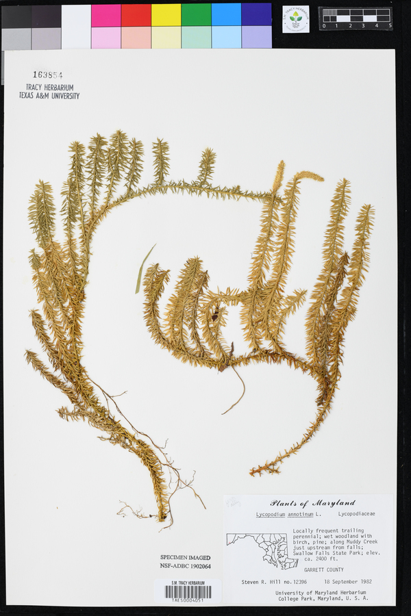 Lycopodium annotinum image