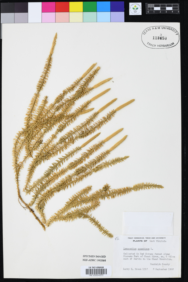 Lycopodium annotinum image