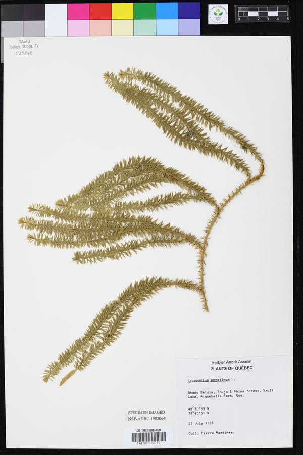 Lycopodium annotinum image