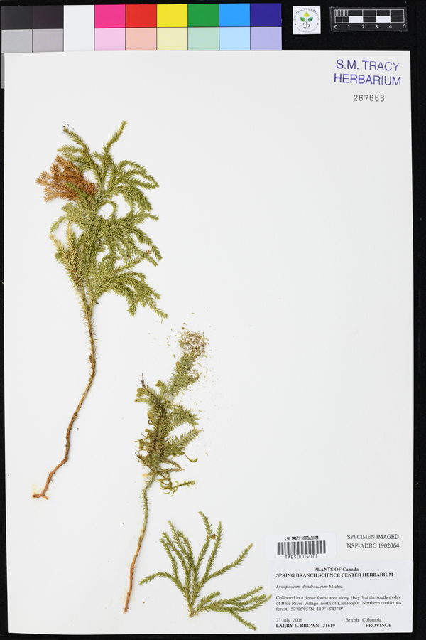 Lycopodium dendroideum image