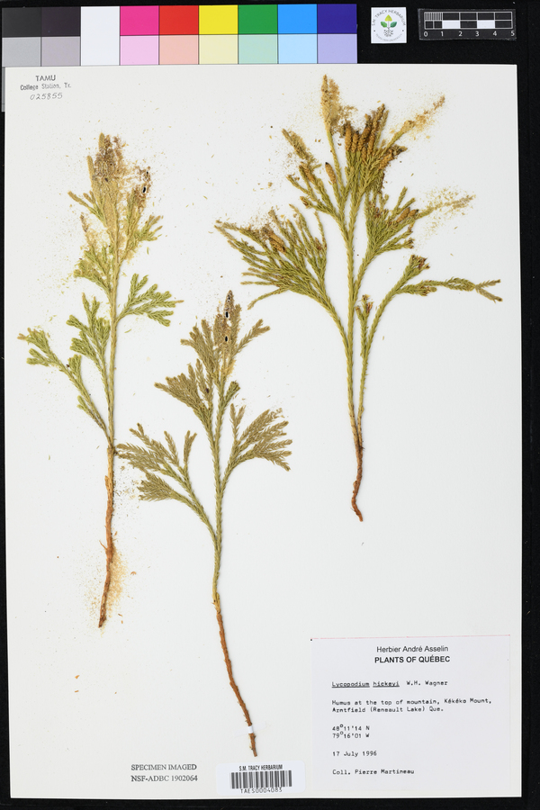 Lycopodium hickeyi image