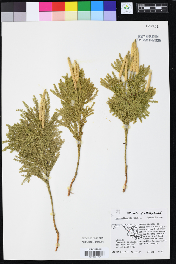 Lycopodium obscurum image