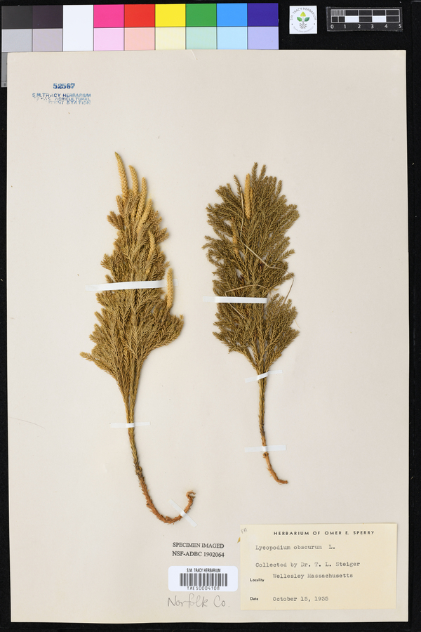 Lycopodium obscurum image