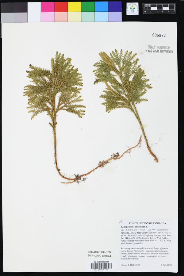 Lycopodium obscurum image