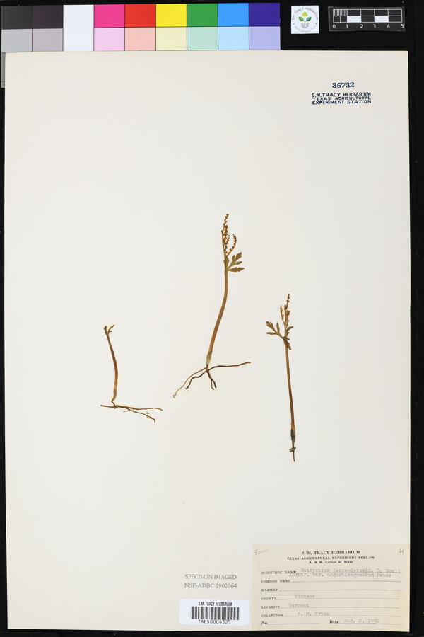 Botrychium lanceolatum var. angustisegmentum image