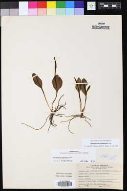 Image of Ophioglossum engelmanni