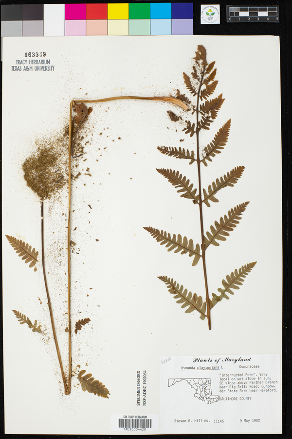Osmunda image