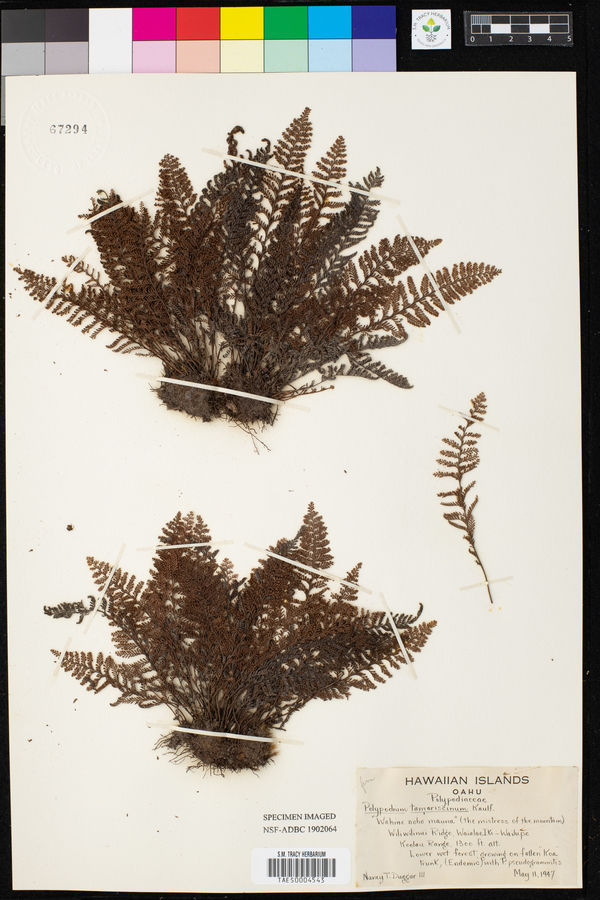 Polypodium tamariscinum image