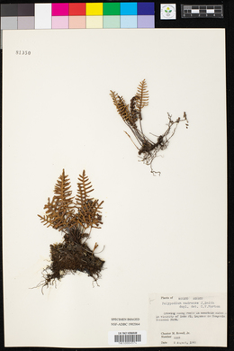 Polypodium madrense image