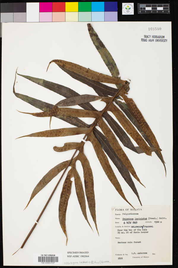 Selliguea laciniata image