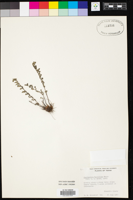 Myriopteris scabra image
