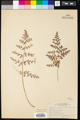 Pellaea andromedifolia image