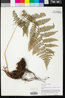 Athyrium filix-femina subsp. asplenioides image