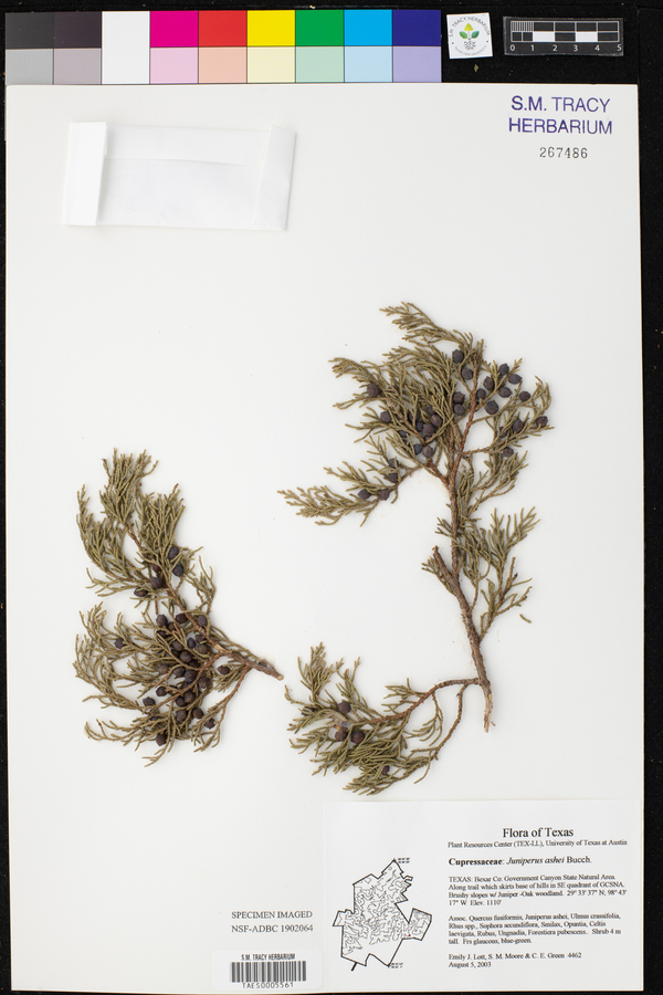 Juniperus ashei image