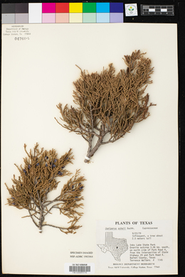 Juniperus ashei image