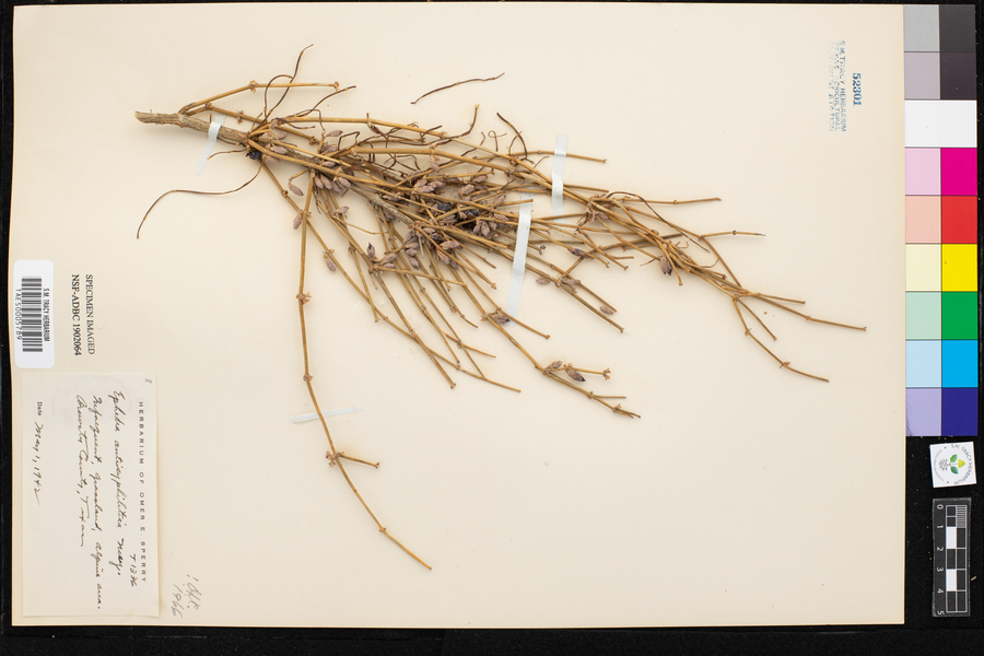 Ephedra antisyphilitica image