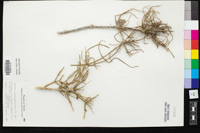 Ephedra antisyphilitica image