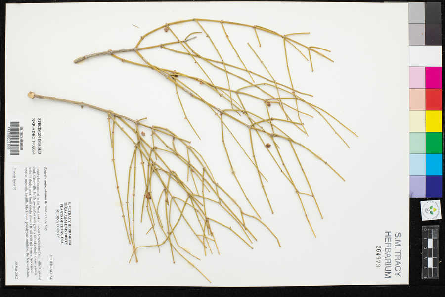 Ephedra antisyphilitica image
