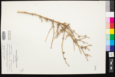 Ephedra antisyphilitica image