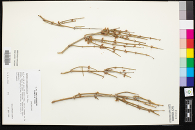 Ephedra antisyphilitica image