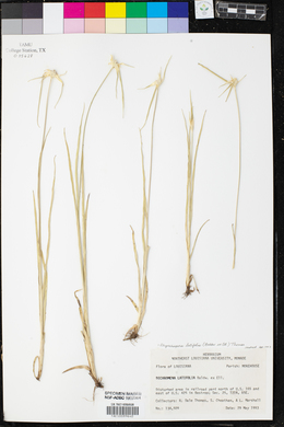 Rhynchospora latifolia image