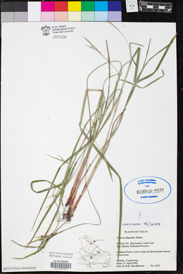 Scleria oligantha image