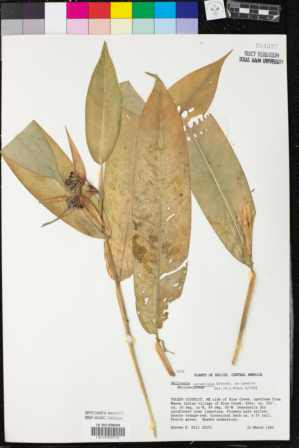 Heliconia aurantiaca image