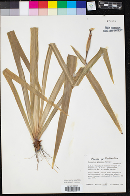 Neomarica gracilis image