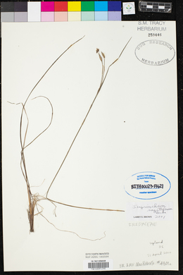 Sisyrinchium sagittiferum image