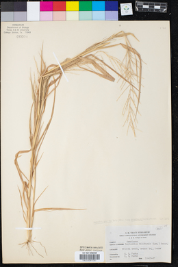 Leptochloa panicea image