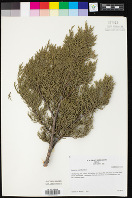 Juniperus ashei image