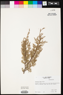 Juniperus ashei image