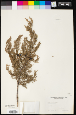 Juniperus ashei image