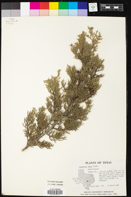 Juniperus ashei image