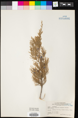 Juniperus lucayana image