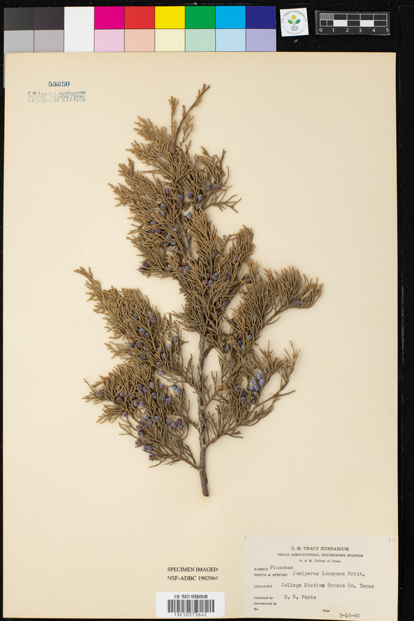 Juniperus lucayana image